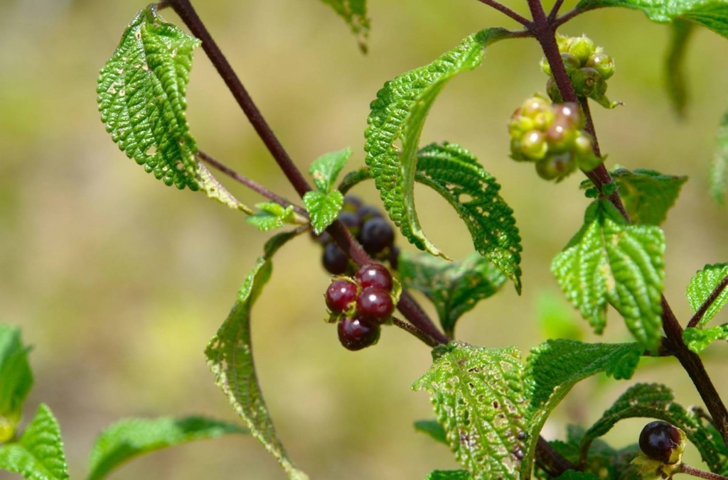 Foto de Heredia, Costa Rica