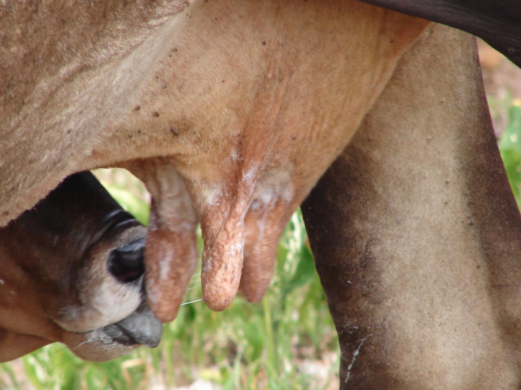 Foto de Upala, Costa Rica