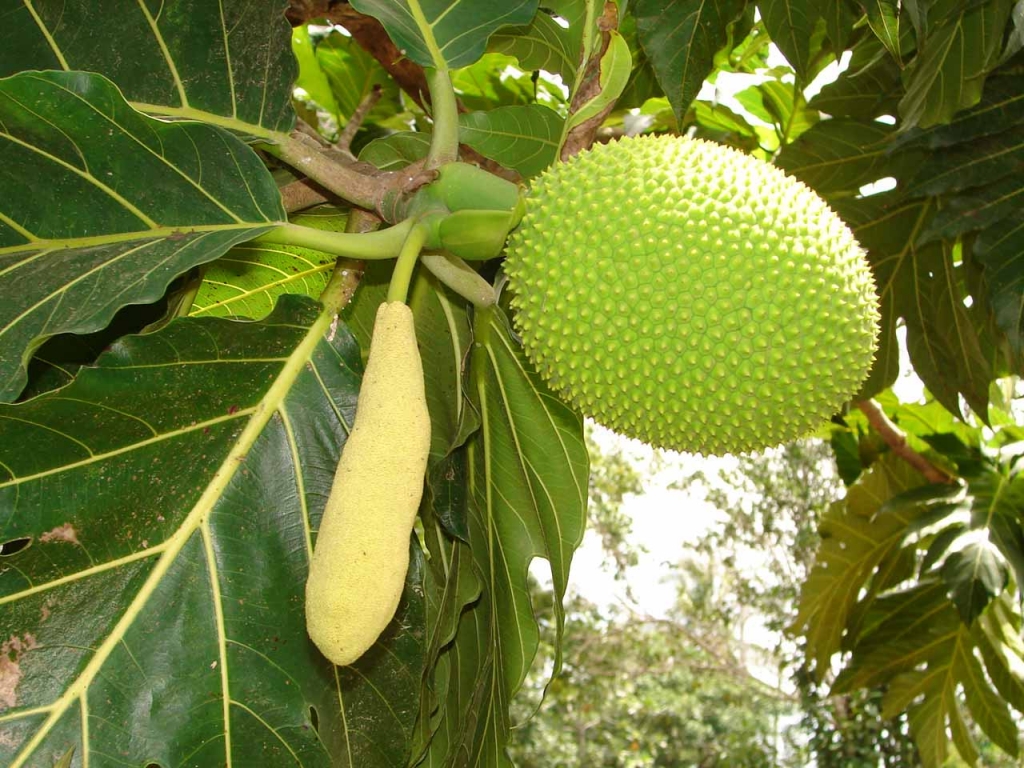 Foto de Upala, Costa Rica