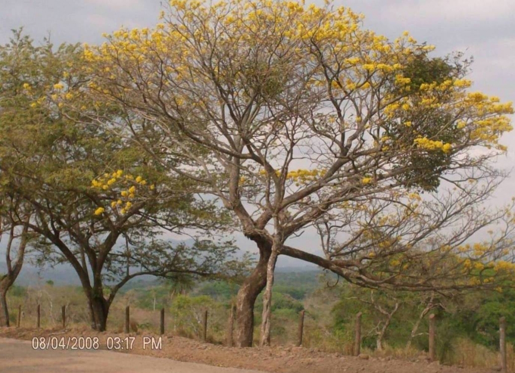 Foto de Guanacaste - Liberia, Costa Rica