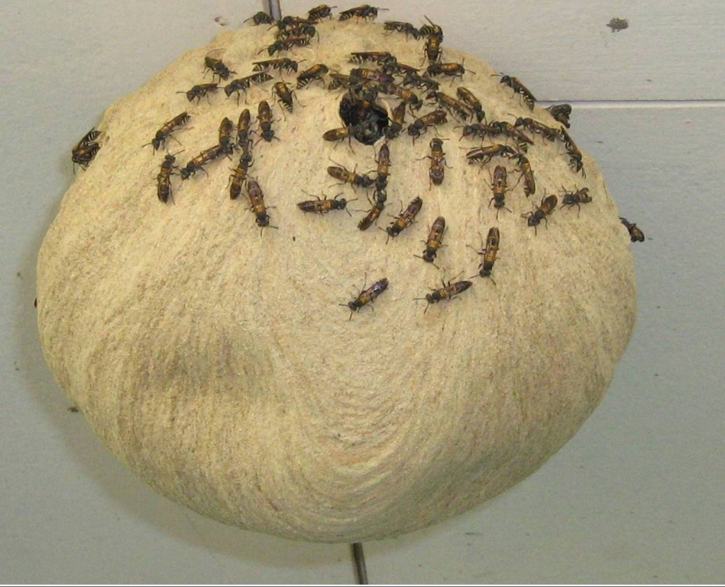 Foto de San Ignacio de Acosta - San José, Costa Rica