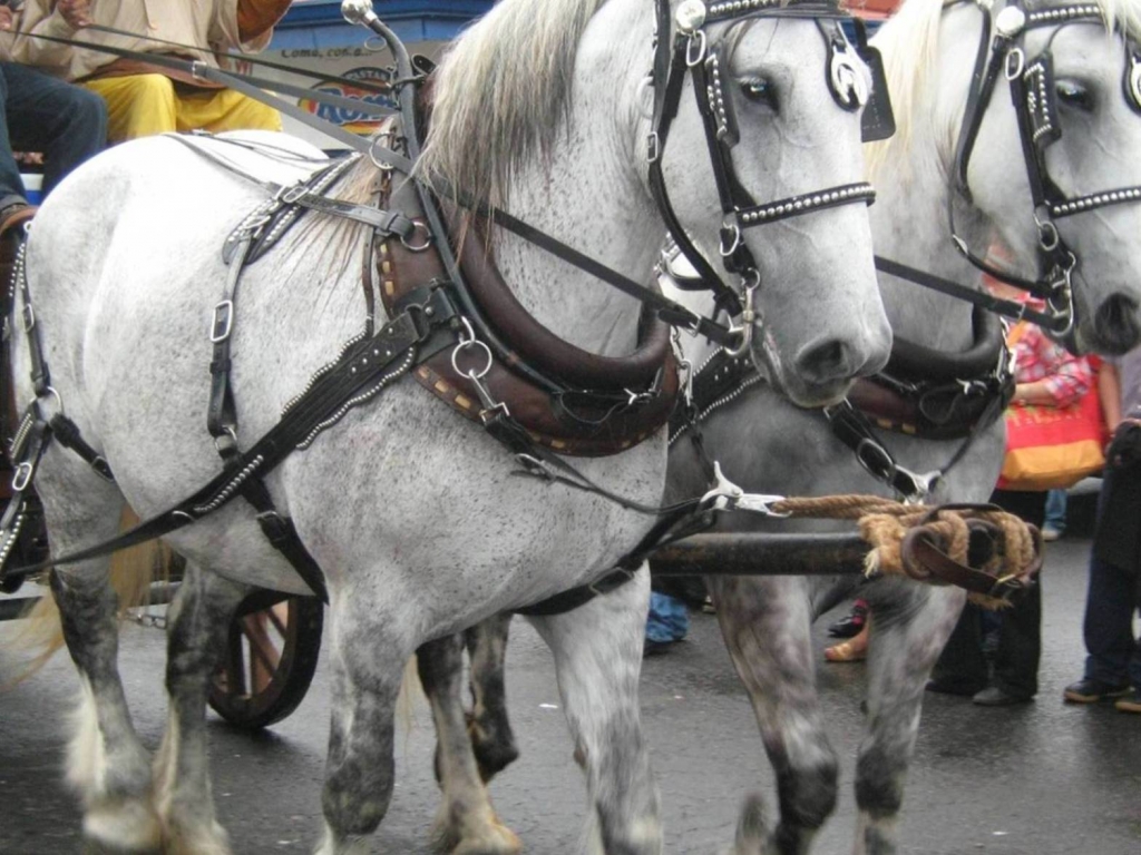 Foto de Alajuela, Costa Rica