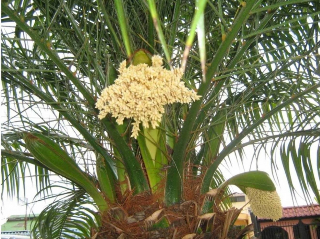 Foto de Alajuela, Costa Rica