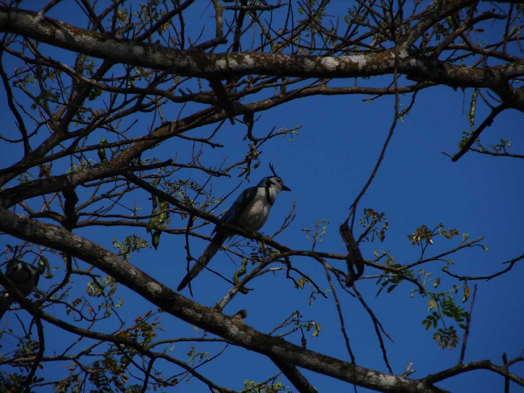 Foto de Paquera (Puntarena), Costa Rica