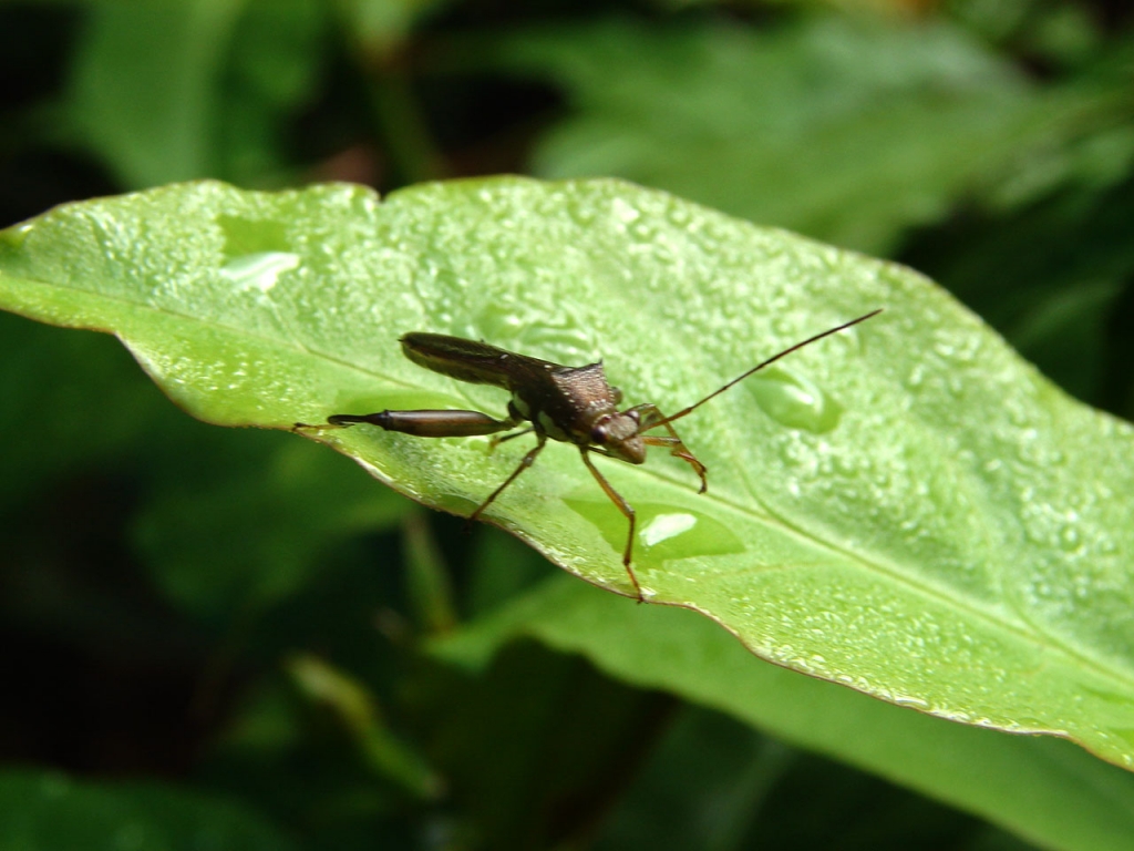 Foto de Guacimo,Limon, Costa Rica