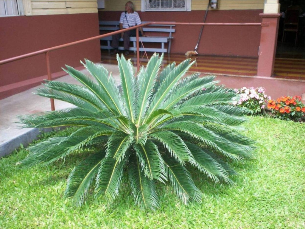 Foto de Alajuela, Costa Rica