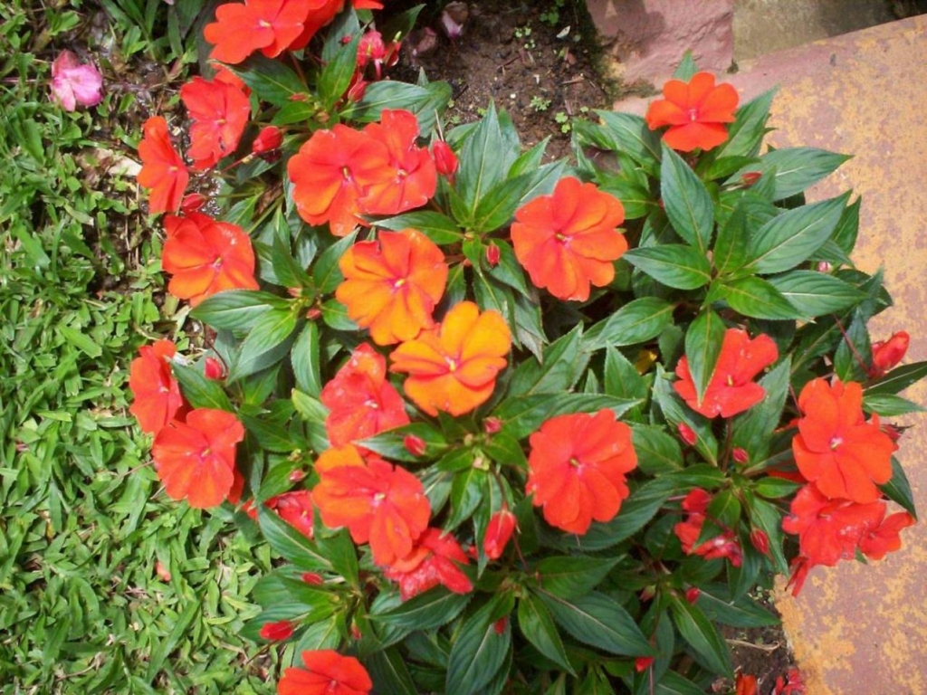 Foto de Alajuela, Costa Rica