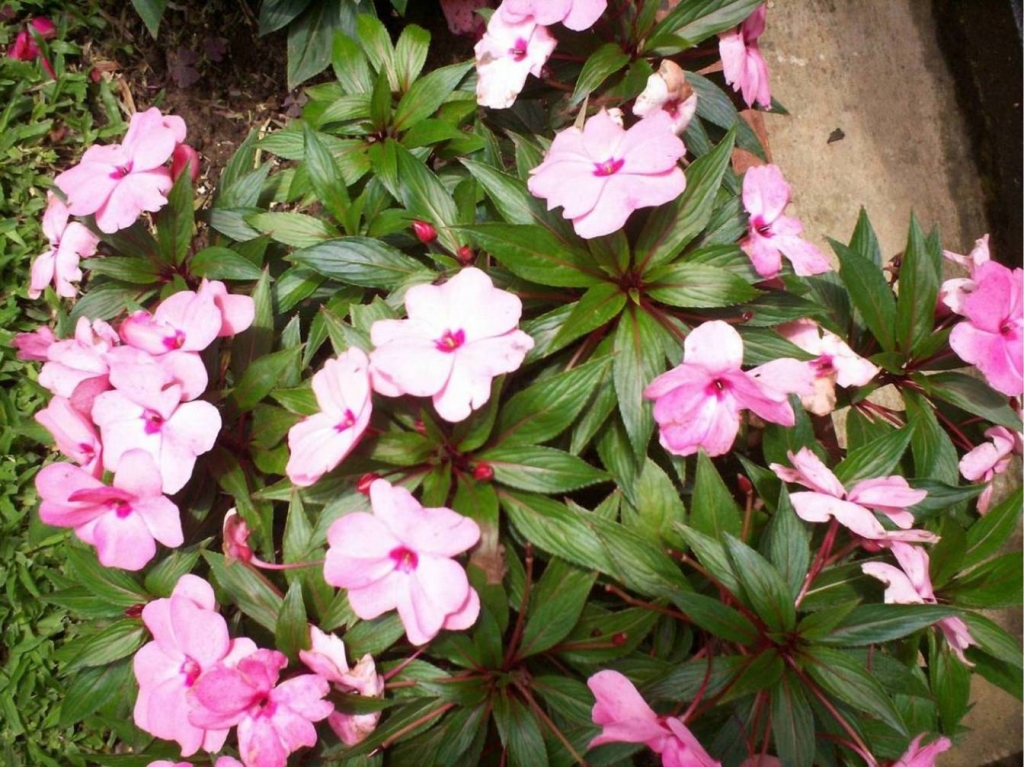 Foto de Alajuela, Costa Rica