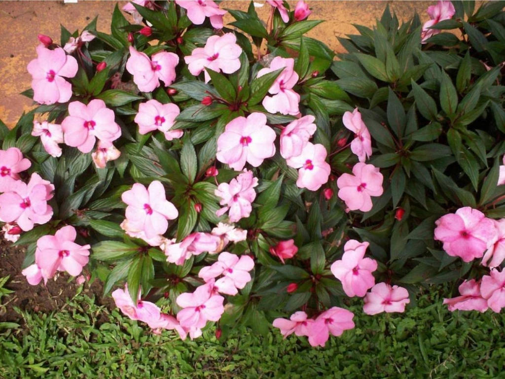 Foto de Alajuela, Costa Rica