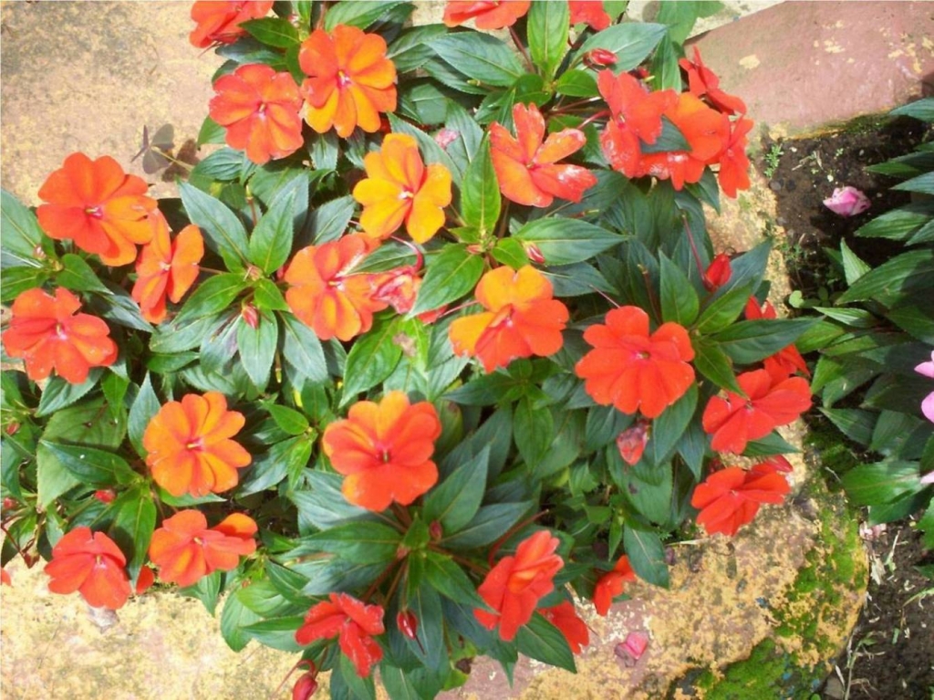 Foto de Alajuela, Costa Rica