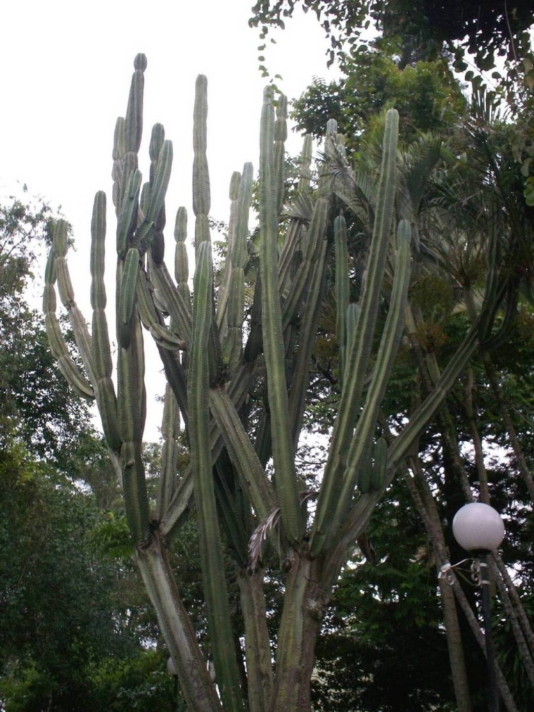 Foto de Alajuela, Costa Rica