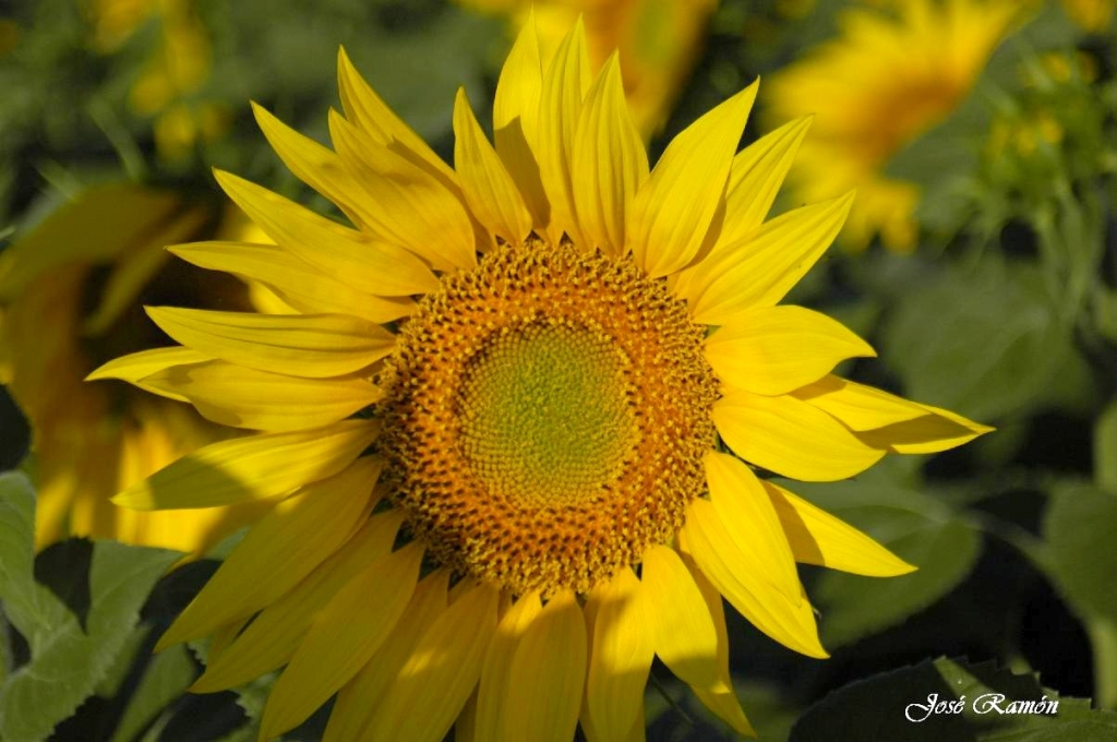 Foto de Sevilla (Andalucía), España