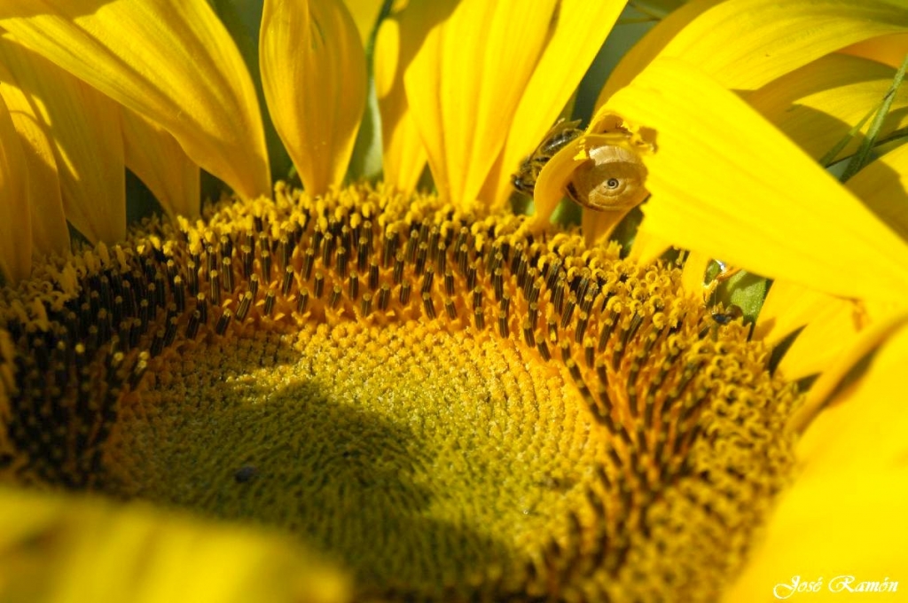 Foto de Sevilla (Andalucía), España
