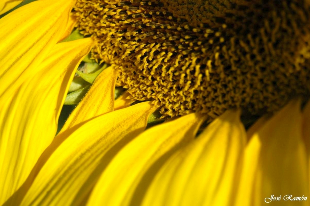 Foto de Sevilla (Andalucía), España