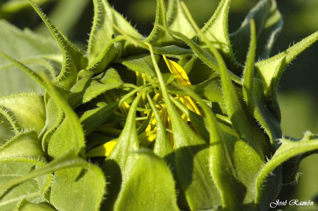 Foto de Sevilla (Andalucía), España