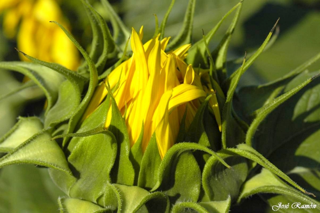 Foto de Sevilla (Andalucía), España