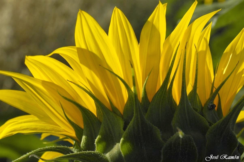 Foto de Sevilla (Andalucía), España