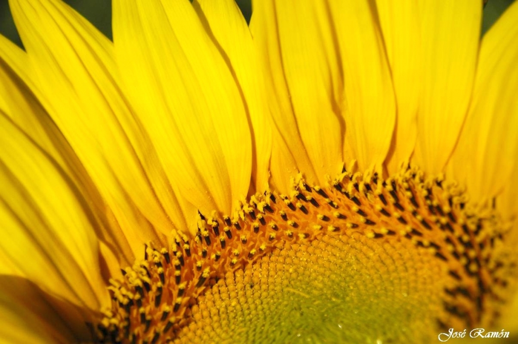 Foto de Sevilla (Andalucía), España