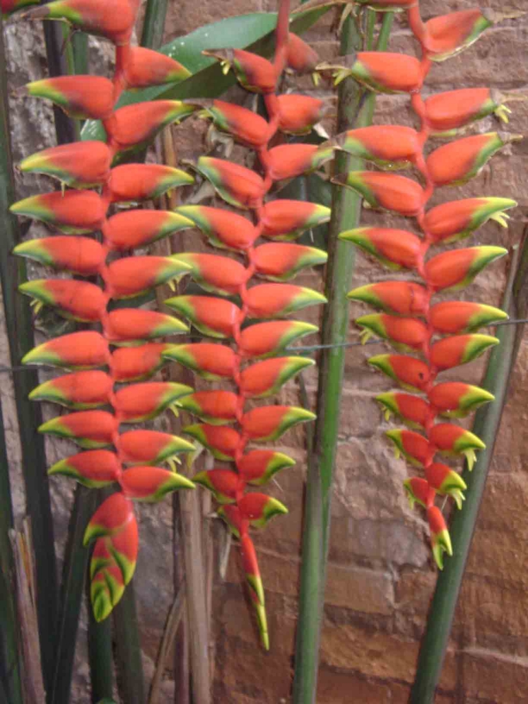 Foto de Yacuiba, Bolivia