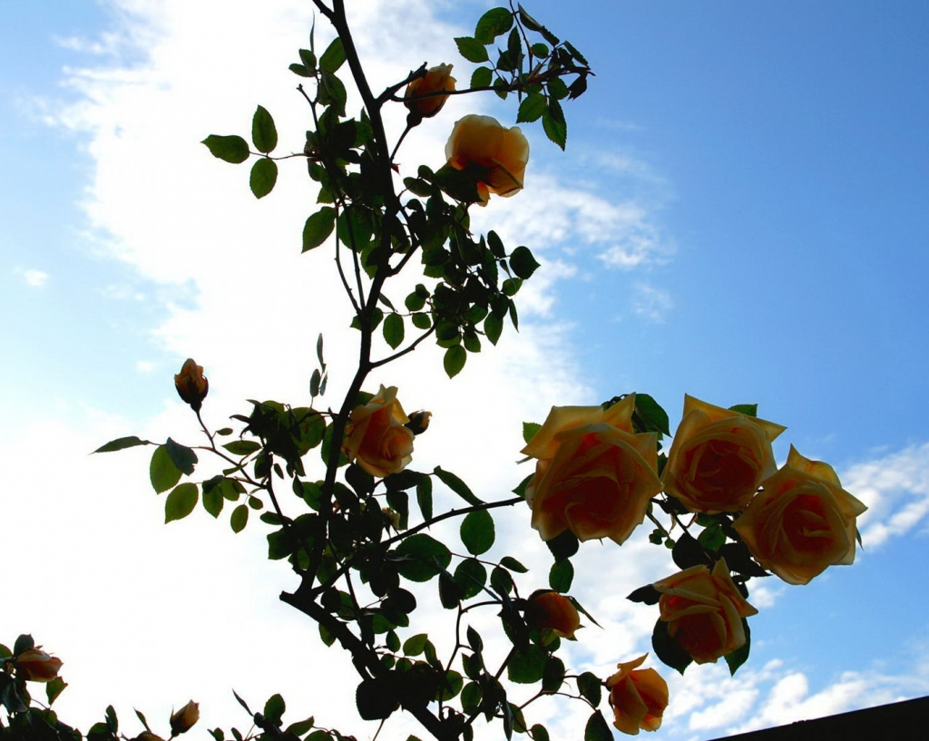 Foto de Madrid (Comunidad de Madrid), España