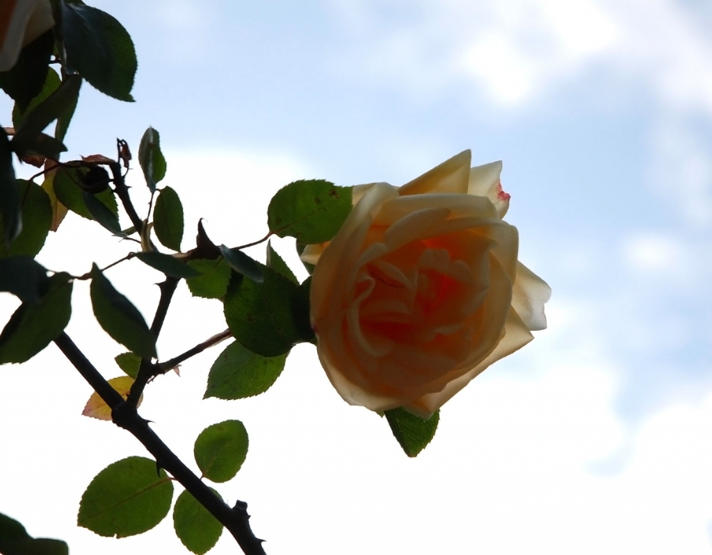 Foto de Madrid (Comunidad de Madrid), España