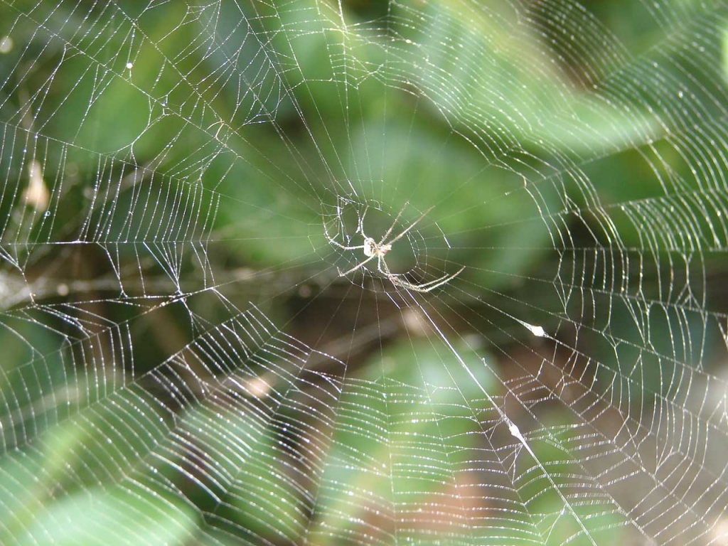 Foto de Puntarenas, Costa Rica