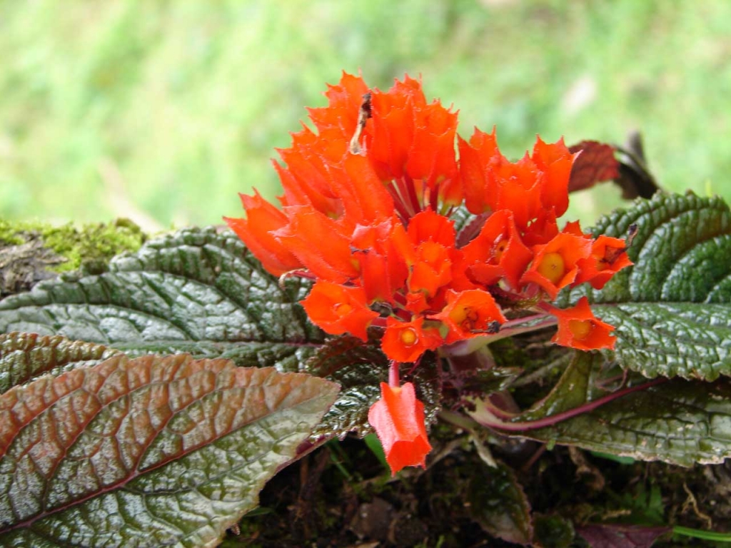 Foto de Guatuso, Costa Rica