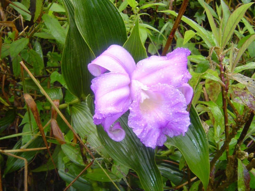 Foto de Monstes de Oro - Miramar, Costa Rica
