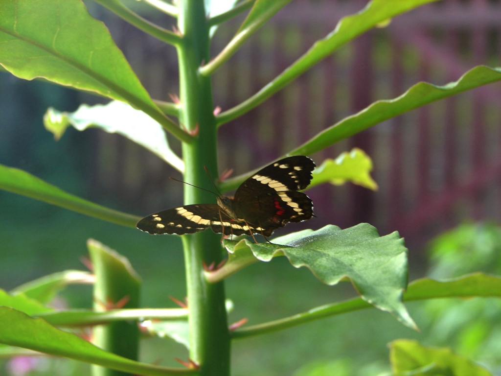 Foto de Orotina, Costa Rica