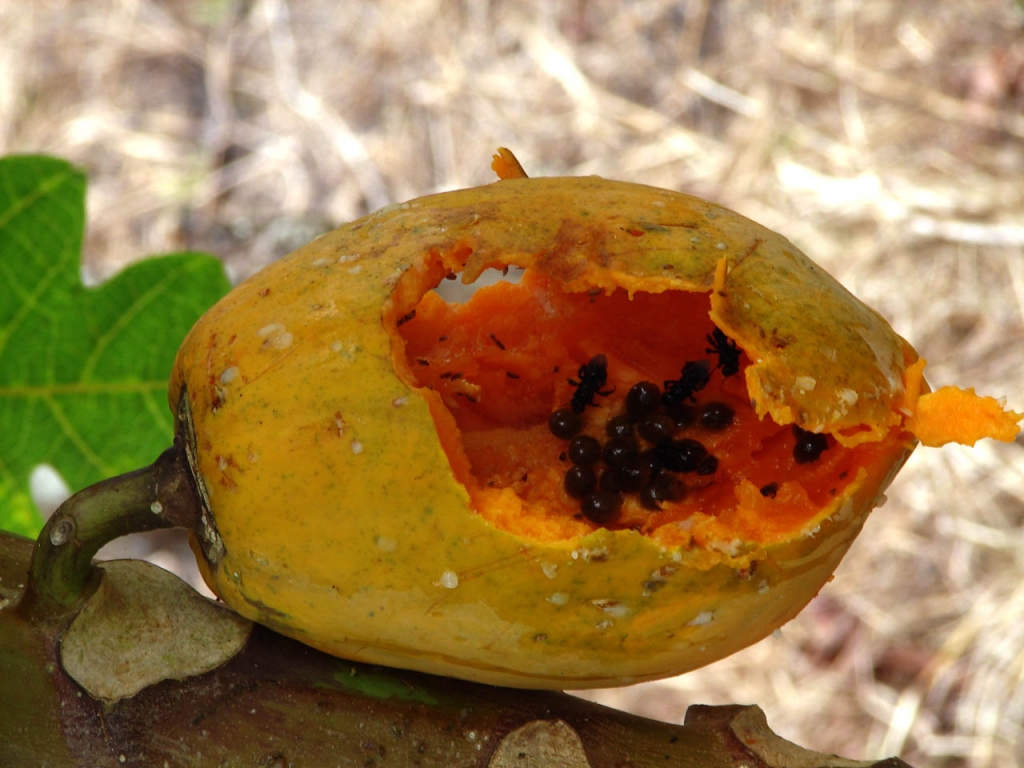 Foto de Lepanto-Puntarenas, Costa Rica