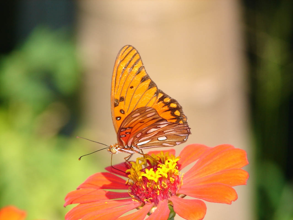 Foto de Las Juntas, Costa Rica