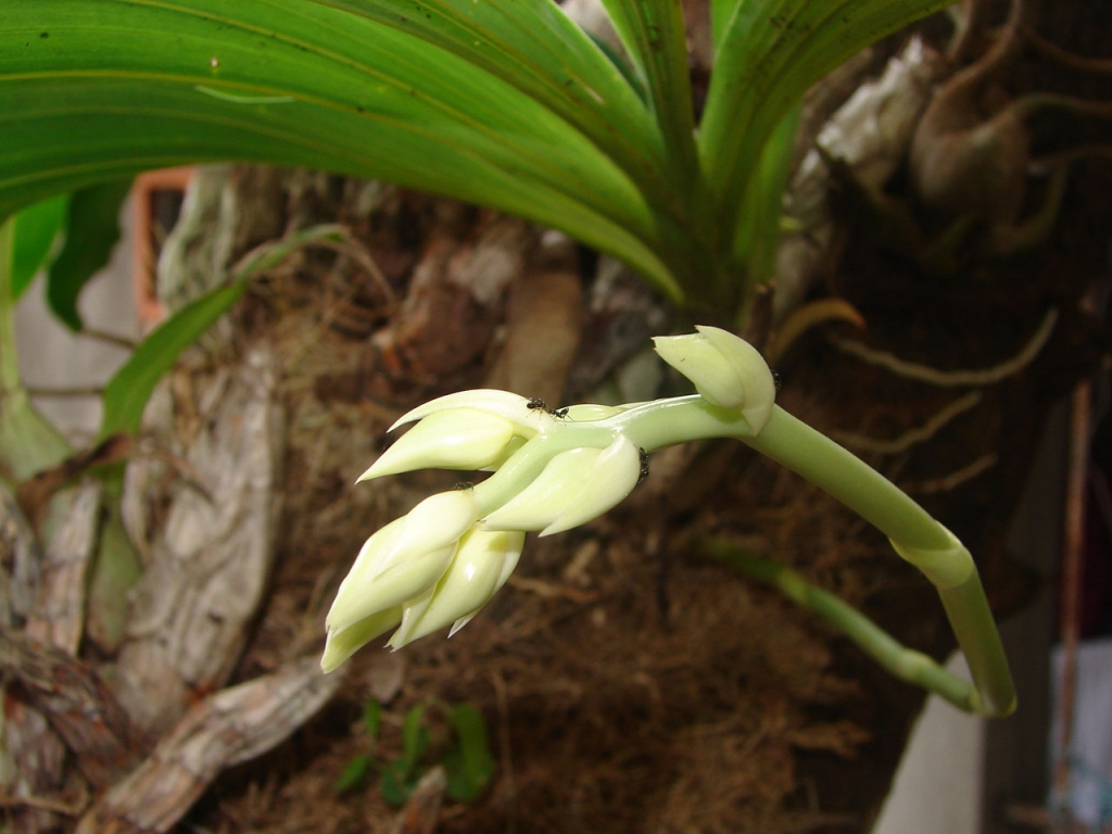 Foto de Esparza, Costa Rica