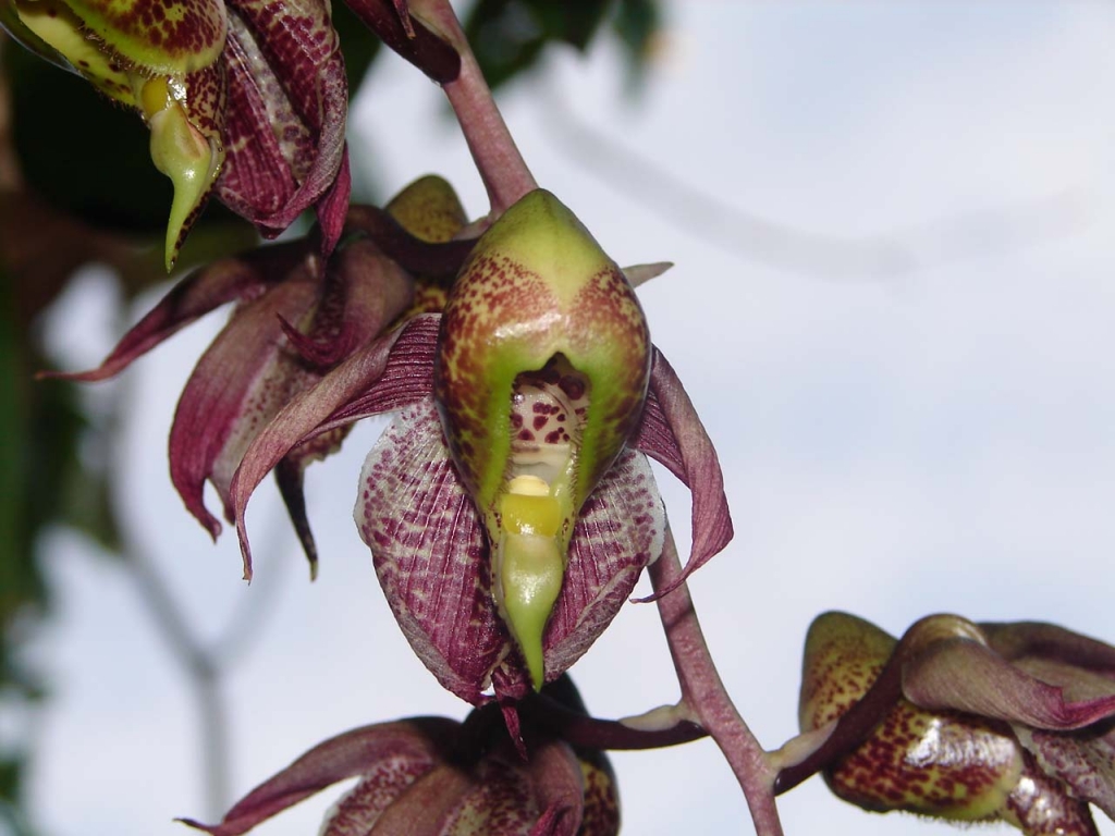 Foto de Esparza, Costa Rica