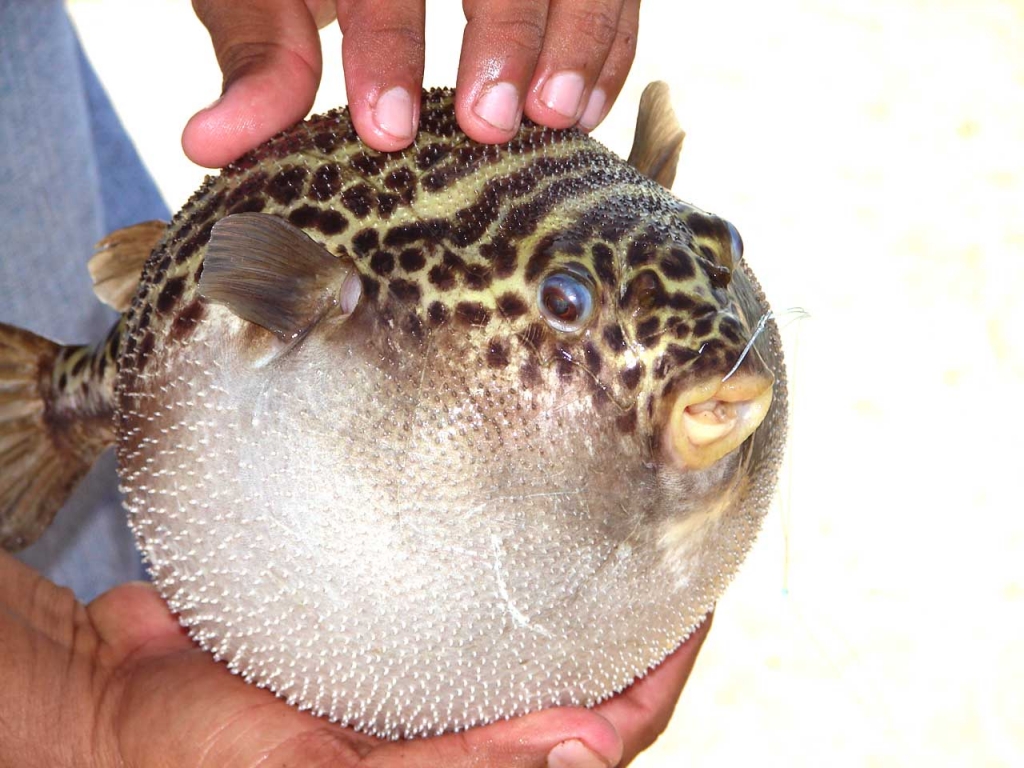 Foto de Puntarenas, Costa Rica