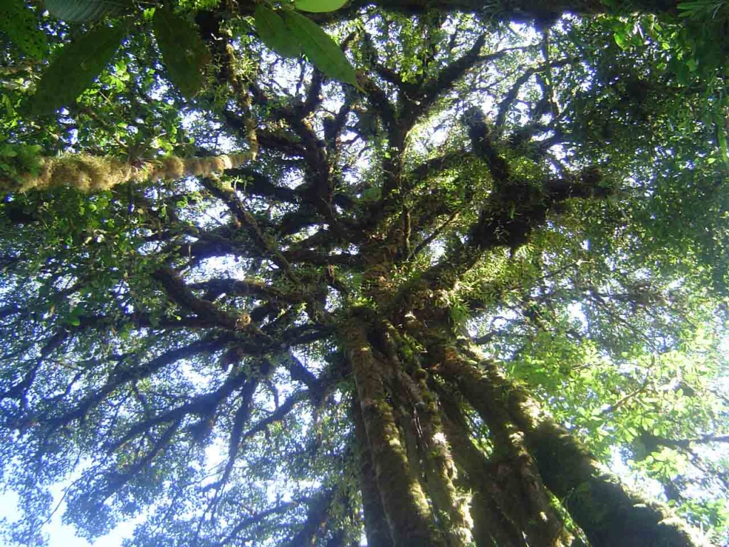 Foto de Monte de Oro, Costa Rica