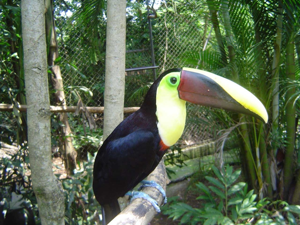 Foto de Alajuela, Costa Rica