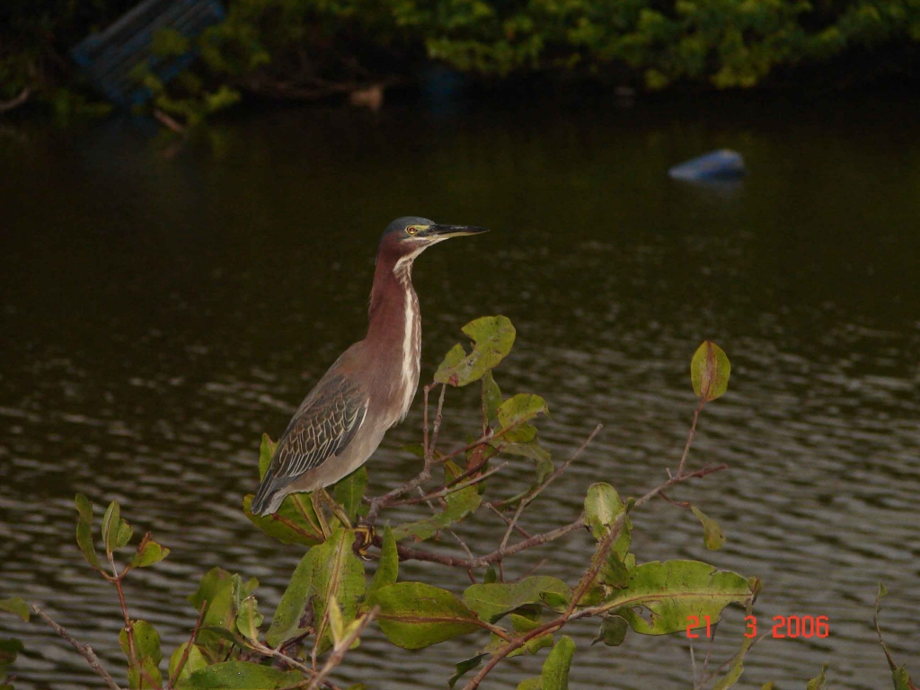 Foto de Puntarenas, Costa Rica