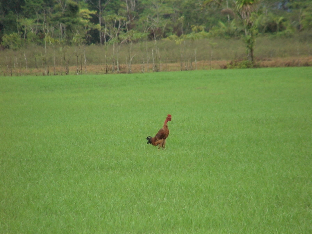 Foto de Upala - Yolillal, Costa Rica
