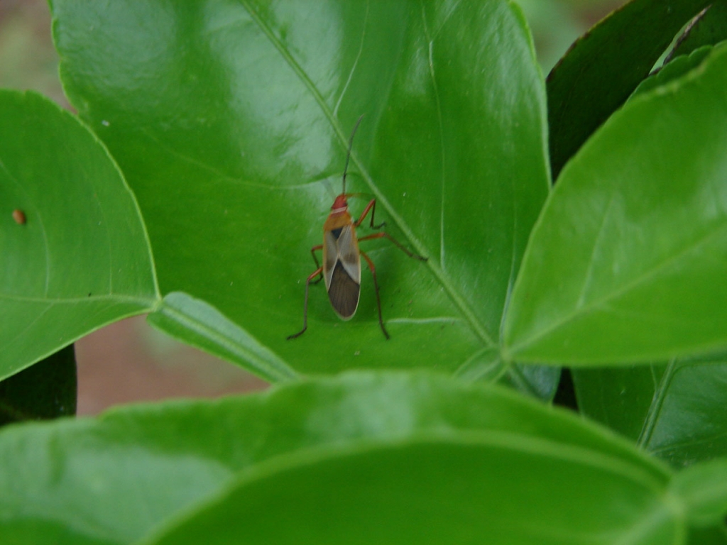 Foto de Monstes de Oro - Miramar, Costa Rica