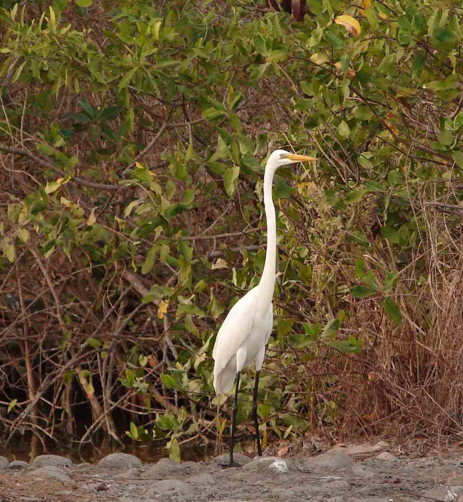 Foto de Puntarenas, Costa Rica