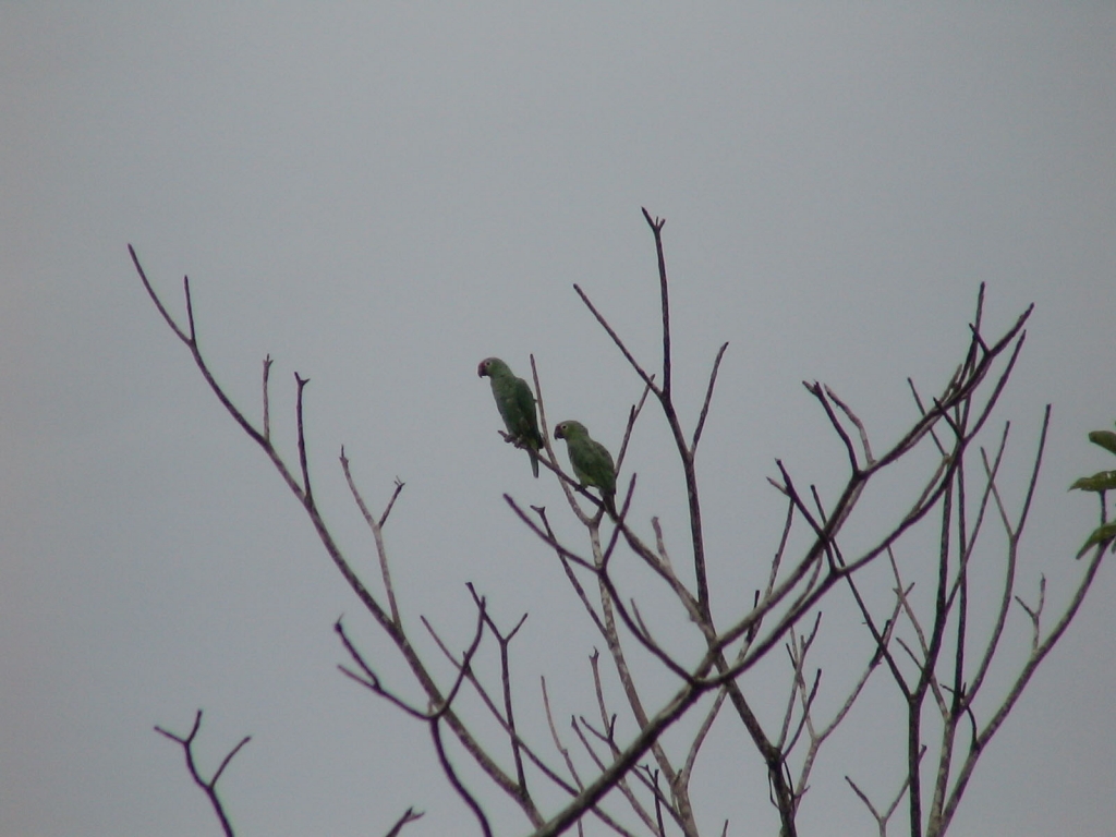 Foto de Upala, Costa Rica