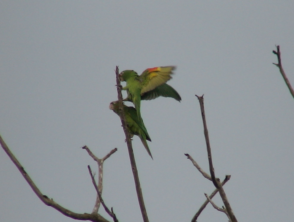 Foto de Upala, Costa Rica