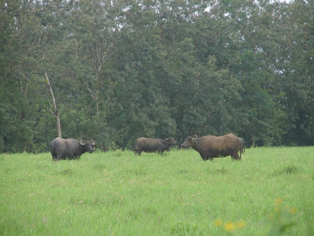 Foto de San Carlos, Costa Rica