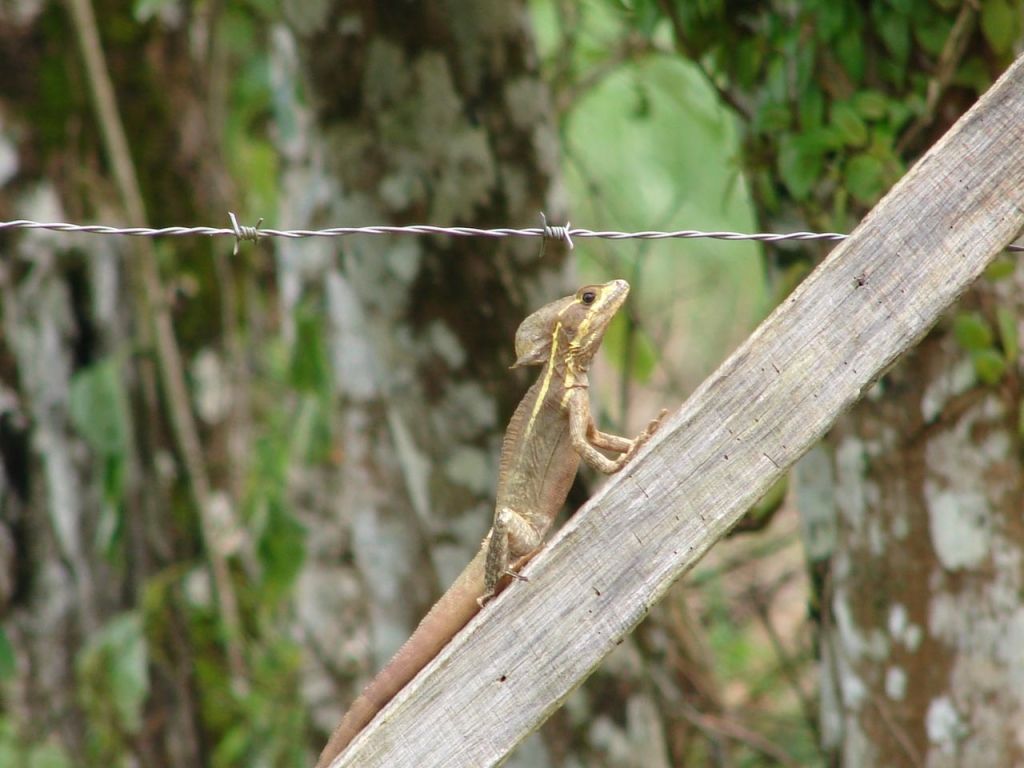Foto de San Carlos, Costa Rica
