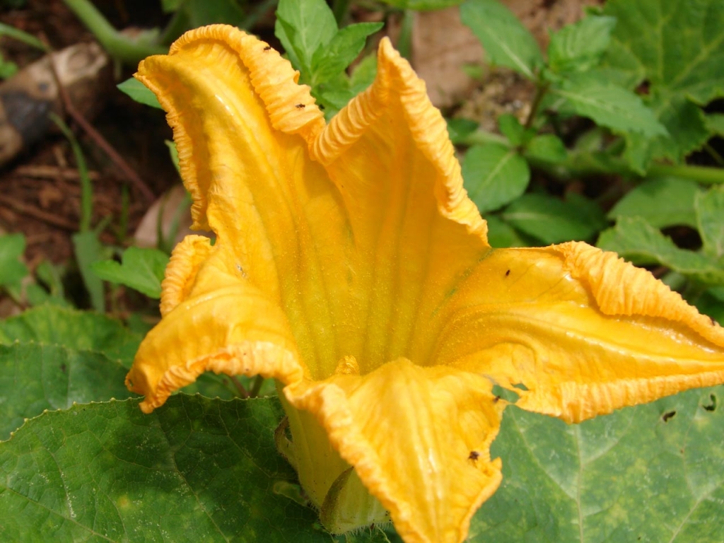 Foto de San Carlos - Alajuela, Costa Rica