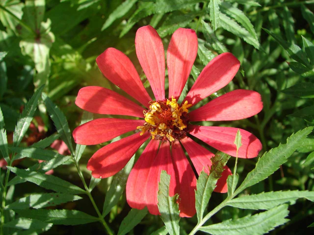 Foto de San Carlos - Alajuela, Costa Rica