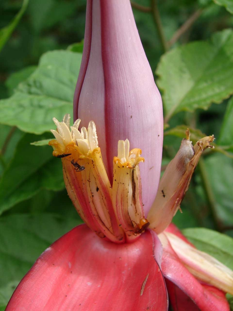 Foto de San Carlos - Alajuela, Costa Rica