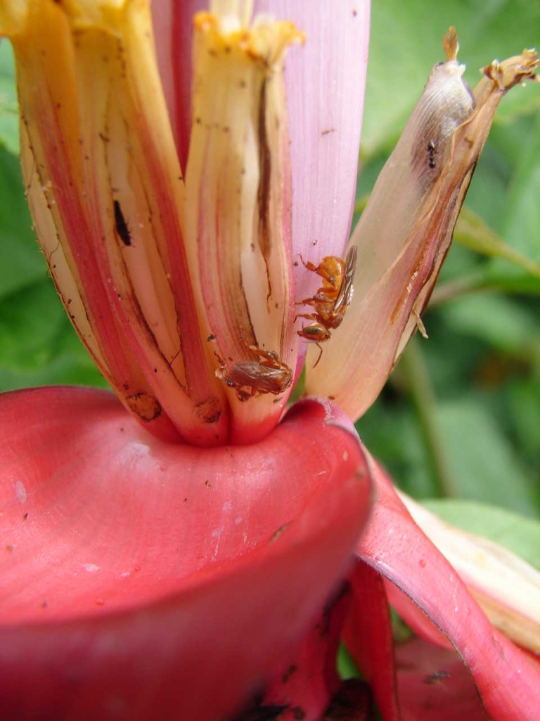 Foto de San Carlos - Alajuela, Costa Rica