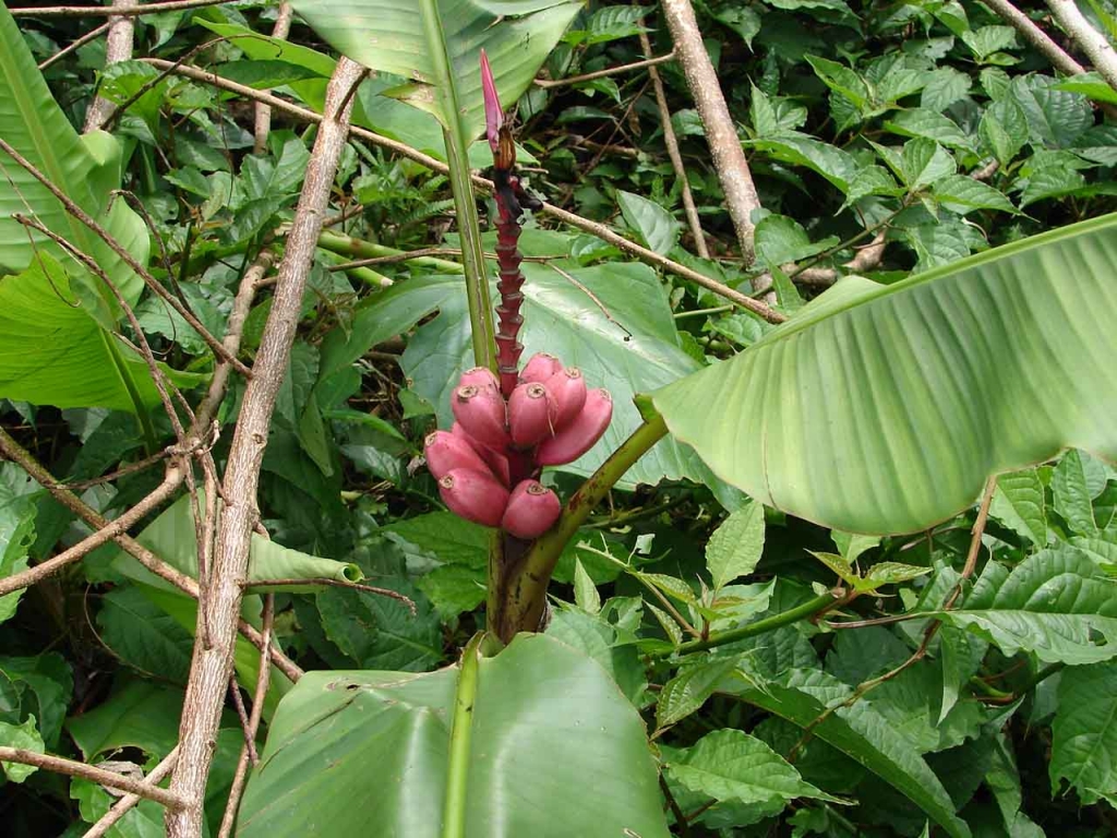 Foto de San Carlos - Alajuela, Costa Rica