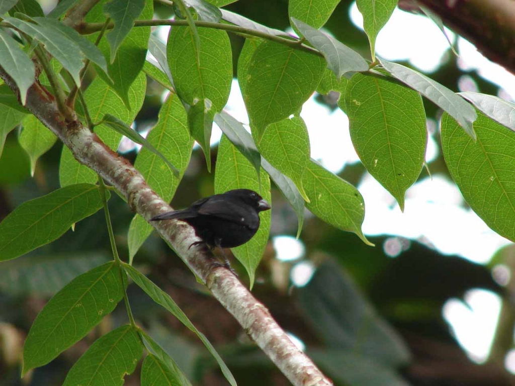 Foto de San Carlos - Alajuela, Costa Rica